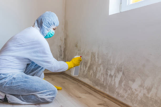Professional mold removal team in Fort George G Meade